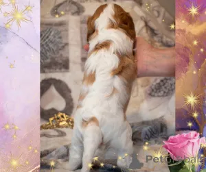 Дополнительные фото: Кавалер кинг чарльз спаниель - девочка