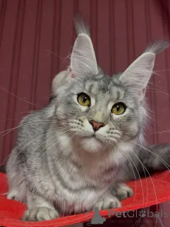 Дополнительные фото: Переизбыток милоты в меховой форме встречайте Майло, машину радости!