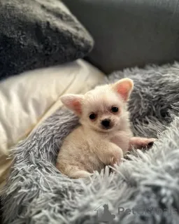 Дополнительные фото: Щенки чихуахуа для усыновления https // wa.me/1 (728) 217-5659