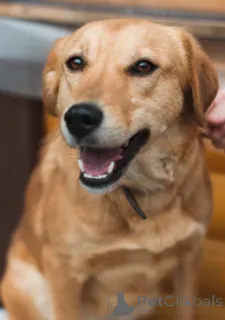 Фото №2 к объявлению №166924 о продаже беспородную - купить в Беларуси частное объявление