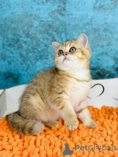 Фото №2 к объявлению №145302 о продаже шотландская (скоттиш страйт) - купить в Украине заводчик