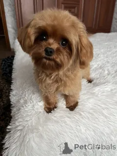 Дополнительные фото: F1 Maltipoo Puppy GIRL