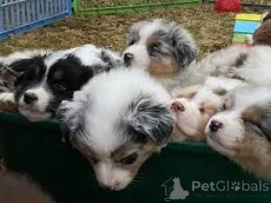 Фото №1. австралийская овчарка - купить в Ghent за 74214₽. Объявление №167113