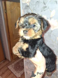 Дополнительные фото: Девочка и Мальчик Йоркширского Терьера. 