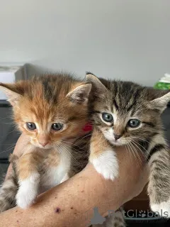 Фото №1. европейская короткошерстная - купить в Стокгольм за договорная. Объявление №161095