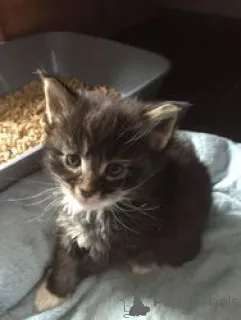 Фото №1. рэгдолл - купить в Балта за 27830₽. Объявление №165874