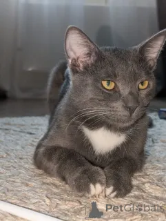 Дополнительные фото: Котёнок Томас ищет дом!