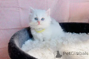 Фото №1. манчкин - купить в Арнсберг за договорная. Объявление №162252