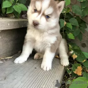 Фото №3. Reinrassige Siberian Husky-Welpen zu verkaufen.  Германия