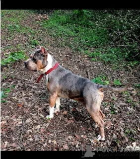 Дополнительные фото: Питбультерьер