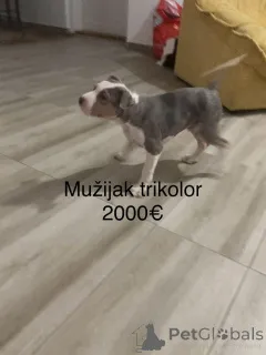 Фото №3. Питбультерьер.  Сербия