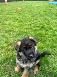 Фото №1. немецкая овчарка - купить в Берлине за договорная. Объявление №140711