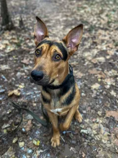 Дополнительные фото: Умный, контактный, игривый Рокки ищет дом!