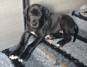 Дополнительные фото: Щенки немецкого дога