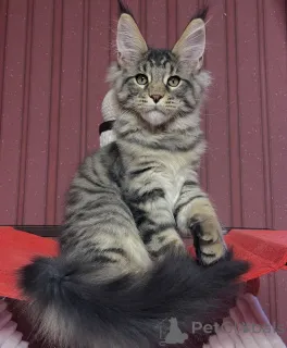 Фото №2 к объявлению №161403 о продаже мейн-кун - купить в Германии заводчик