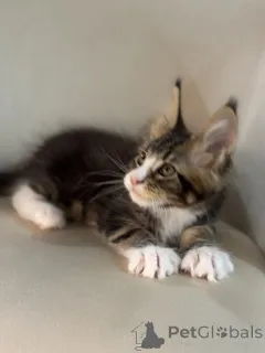 Дополнительные фото: Котята мейн-кун LOOF