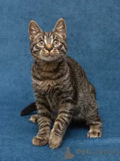 Фото №2 к объявлению №163837 о продаже  - купить в России частное объявление