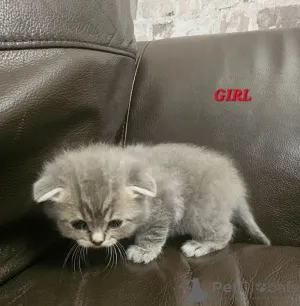 Фото №3. Очаровательные британские короткошерстные котята. США