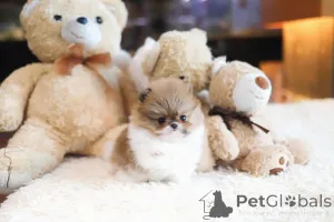 Фото №3. Дом декана Джанет Кей.  США