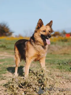 Дополнительные фото: Домашняя миниатюрная собачка Леди, идеальный компаньон ищет дом