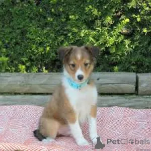 Фото №4. Продажа шелти в Роттердам частное объявление, заводчик - цена 64937₽