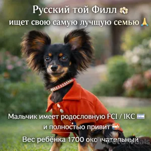 Фото №3. Красивый нежный маленький мальчик маленького размера без брака с родословной.  Израиль