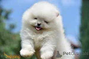 Дополнительные фото: Померанский миниатюрный шпиц