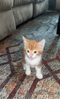 Фото №3. Очаровательные сомалийские котята в поисках любящих домов. Швейцария