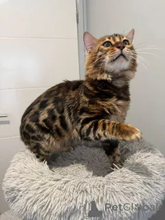 Фото №3. Красивые бенгальские котяти. Швейцария