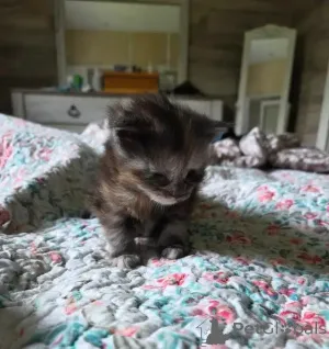 Дополнительные фото: Maine-Coon-Süße WhatsApp an mich unter 44 7453 907158