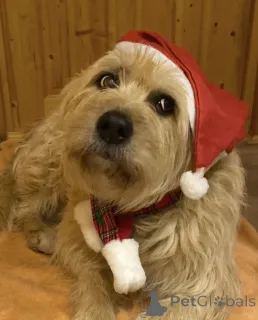 Дополнительные фото: Замечательная Лиза в добрые руки.