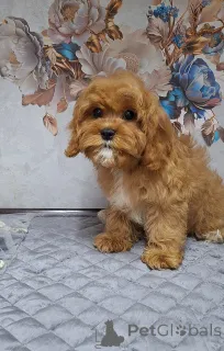 Дополнительные фото: Кавапу щенки