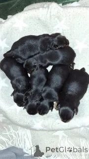 Фото №1. бивер-йоркширский терьер, йоркширский терьер - купить в Pärnu за 55660₽. Объявление №139031