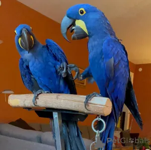 Фото №1.  - купить в Франкфурт за Бесплатно. Объявление №161915