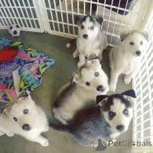 Фото №2 к объявлению №162781 о продаже сибирского хаски - купить в Канаде частное объявление, заводчик