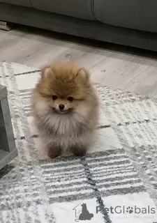 Фото №1. померанский шпиц - купить в Zemun за 46384₽. Объявление №144857