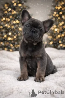 Фото №2 к объявлению №160896 о продаже французского бульдога - купить в Австрии частное объявление