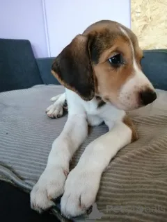 Дополнительные фото: Щеночки русской Гончей. Нам полтора месяца.