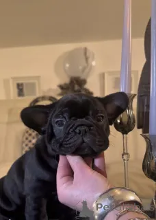 Фото №2 к объявлению №160935 о продаже французского бульдога - купить в Австрии частное объявление