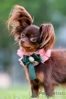 Дополнительные фото: Той терьер Русский Той щенки с родословной