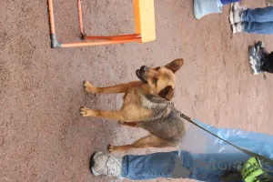 Дополнительные фото: Маленький ласковый таксообразный пёсик