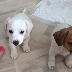 Фото №4. Продажа джек-рассел-терьера в Магнитогорске частное объявление - цена 25000₽