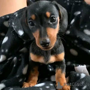 Фото №1. такса - купить в Берлине за 46384₽. Объявление №137158