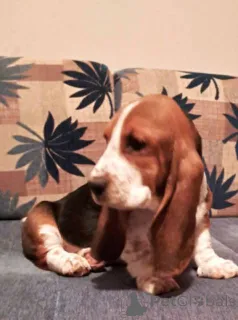 Фото №3. Продаются щенки бассета.  Сербия