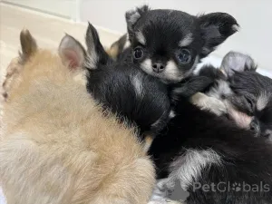 Фото №3. Chihuahua-Welpen Kleine Herzen, Bereit für große Liebe!.  Свазиленд