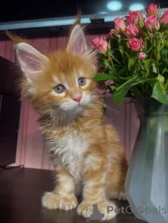 Дополнительные фото: Сердце, полное солнечного света, и бакенбарды, полные озорства, Нала загорается