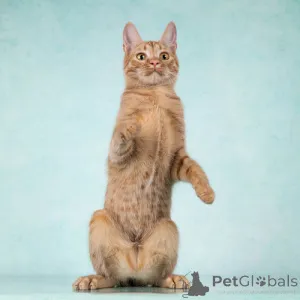 Фото №4. Продам  в Москова частное объявление - цена Бесплатно