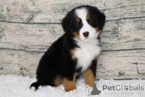 Фото №3. Adorables chiots Bouvier Bernois à vendre.  Франция