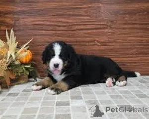 Фото №2 к объявлению №167710 о продаже бернского зенненхунда - купить в Польше частное объявление, заводчик