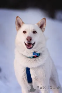 Дополнительные фото: Красавчик Амир в добрые руки.